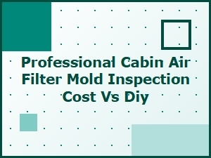 Professional Mold Inspection or Diy Filter Check?